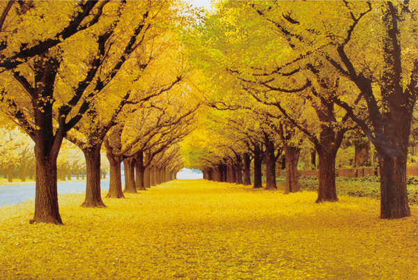 拼圖玩具 拼圖玩具